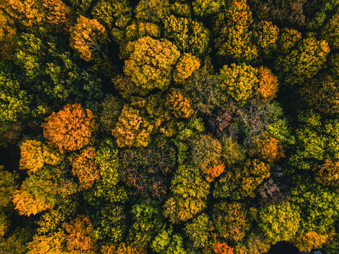 Fototapeta Wald im Herbst