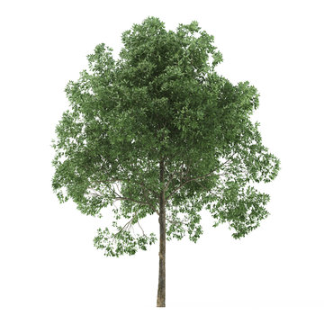 Alder. Tree isolated on white background. 3D rendering.