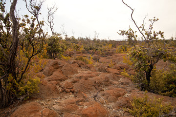 Old Hawaiian Lava Field Being Transformed