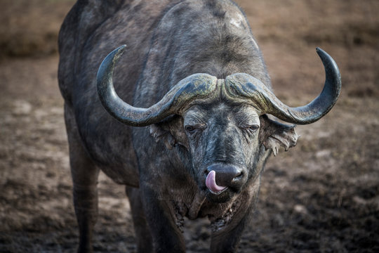 Cape buffalo bull
