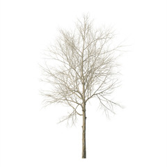 Fototapeta premium Dry wood. Isolated on white background. 3D rendering.