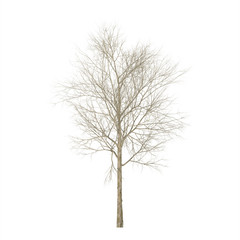 Fototapeta premium Dry wood. Isolated on white background. 3D rendering.