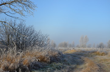 Obraz na płótnie Canvas trees in winter