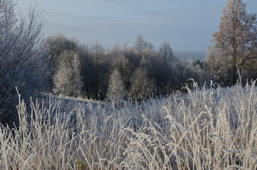 trees in winter