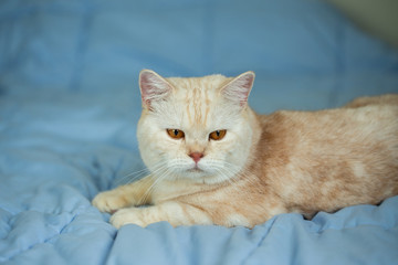 Fototapeta na wymiar Yellow cat on bed with blue blanket