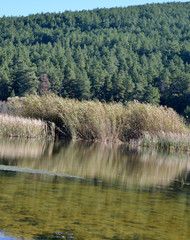 Obraz premium lake in forest