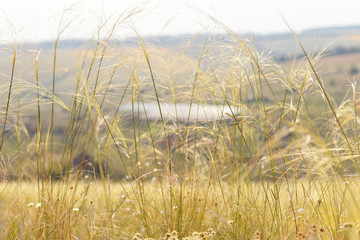 Obraz premium Stipa on a hillside on a Sunny day