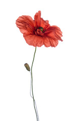 red poppy isolated on white background