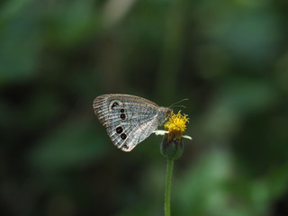 Common Fiver-ing is a Butterfly with brown And the dots look like eyes. On the green leaf Natural background blur In soft green It is a beautiful insect like to eat grass Or low shrubs