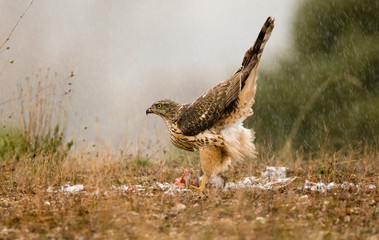 Joven azor bajo la lluvia con una presa