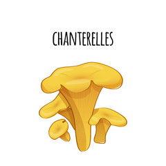 Set of forest chanterelles. Vector color illustration.