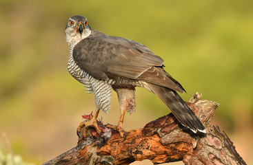 Azor posado en el tronco de un árbol