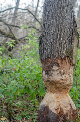 in the forest mushrooms and berries