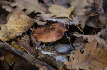 in the forest mushrooms and berries