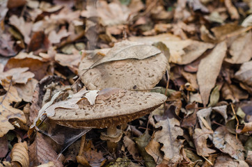 in the forest mushrooms and berries