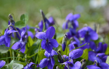 blue spring flowers