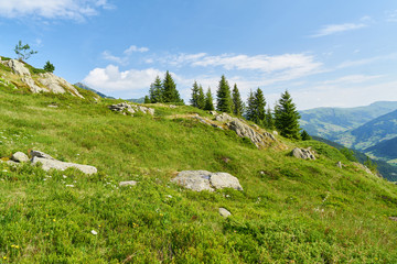 Fototapeta na wymiar Landschaft in den Alpen mit Tannen und Himmel