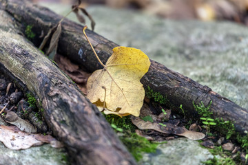 yellow tree leaf over a branch fallen to the ground
