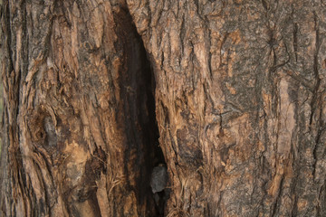 bark of a tree