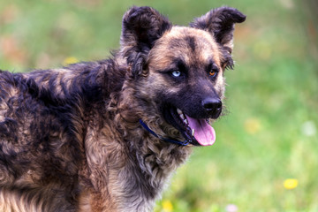Dog with heterochromia eyes