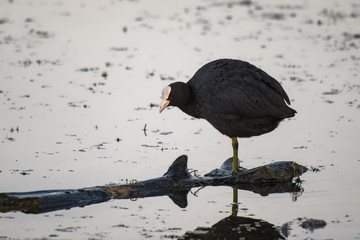 Eurasian coot standing on a log in a lake