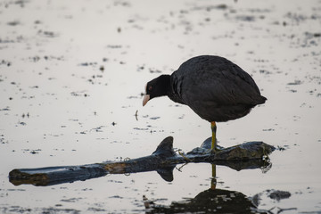 Eurasian coot standing on a log in a lake