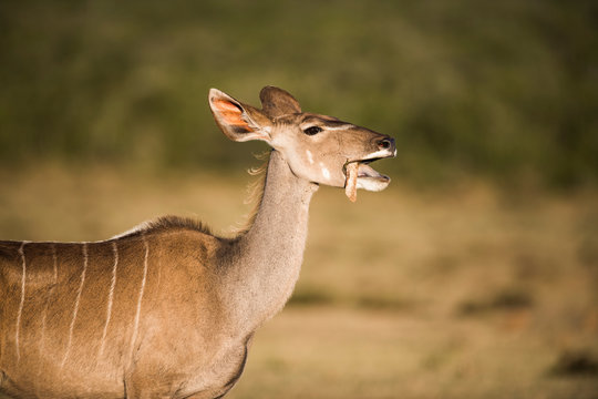 Kudu cow chewing bones