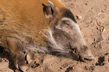 Potamochoerus - a pigtail pig lying outdoors in nature.