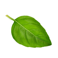 Fresh basil leaves close up isolated on white background 