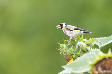 Goldfinch on a sunflower
