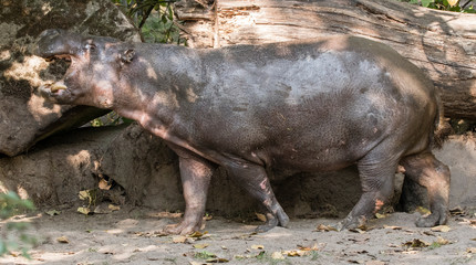 Hippopotamus outdoors in nature.