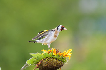 Goldfinch on a sunflower