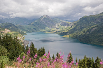 Waldweidenr&ouml;schen am Lac de Roselend
