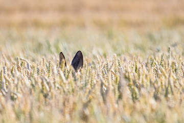 Ears of a roe deer standing in a field