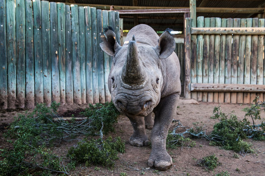 Black Rhino in capture boma