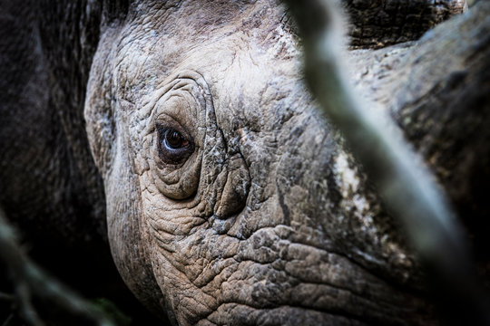 Black Rhino eye