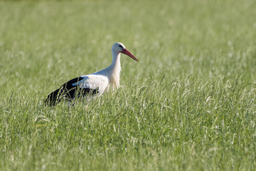 Obraz na płótnie Canvas White Stork looking for food in a meadow
