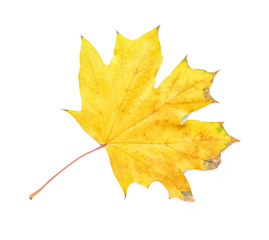 Naklejka na ściany i meble Color autumn leaf on white background