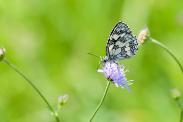 Obraz premium Marbled white butterfly on a flower