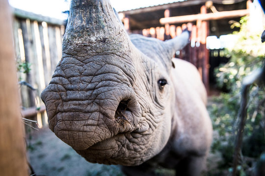 Black Rhino in capture boma