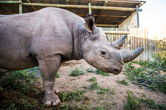 Black Rhino in capture boma