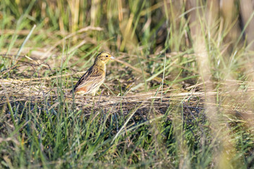 Yellowhammer on grass