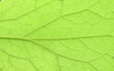 Abstract green leaf texture for background