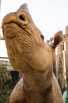 Black Rhino in capture boma