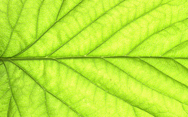 Fototapeta na wymiar Abstract green leaf texture for background