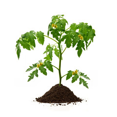 Tomato plant with flowers and soil isolated on white background