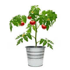 Tomato plant in bucket isolated on white background
