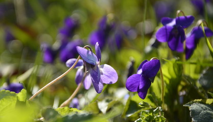 blue flowers in the garden