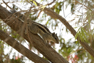 squirrel on a tree