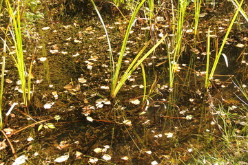 Wasserpflanze, water plant